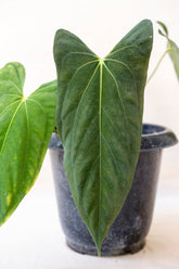 Anthurium papilillaminum 'Fort Sherman'